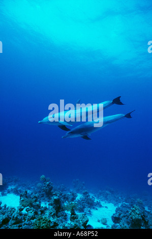 Due delfini nuotare vicino alla superficie Foto Stock