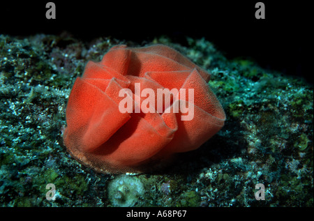 Close up nudibranch nastro spawn Foto Stock