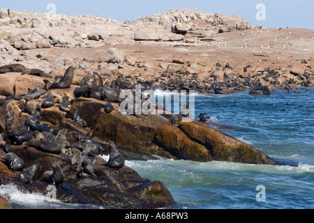 Isla de Los Lobos un Foto Stock