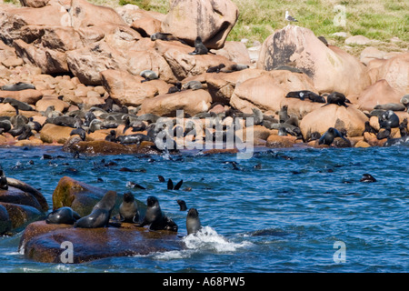 Isla de Los Lobos C Foto Stock