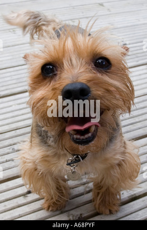 Yorkshire Terrier ampio angolo verticale Foto Stock