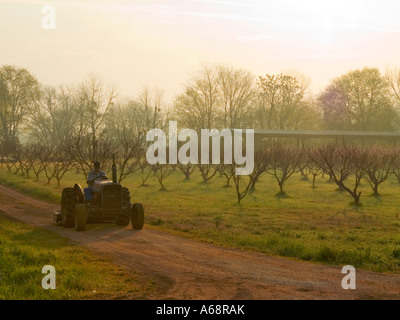 Noci pecan tagliate a agricoltore aziona il suo trattore giù per una strada sterrata in passato un giovane pecan orchard nella nebbia di mattina Foto Stock