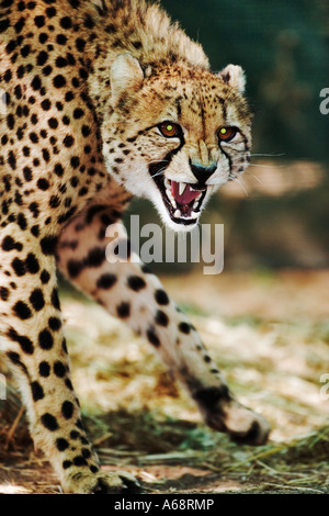 Cheetah ululano Acinonyx jubatus Namibia Foto Stock