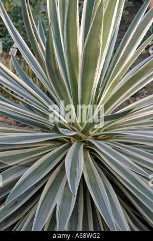 Agave angustifolia Marginata variegato dei Caraibi Agave Foto Stock