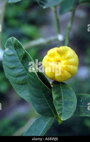 Citron Medica var Sarcodactylis dito citron frutto chiamato anche Buddha la mano o interdigitati citron Foto Stock