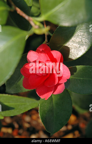 Camellia japonica var Lady Campbell camellia comune Foto Stock