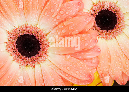 Barberton Daisy Gerbera Gerbera jamesonii Close up. Indigeni per il Sud Africa Foto Stock