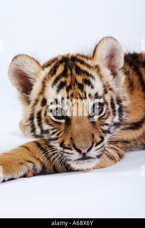 Tiger Panthera tigris ritratto di due mesi di età distribuzione cub Asia Foto Stock