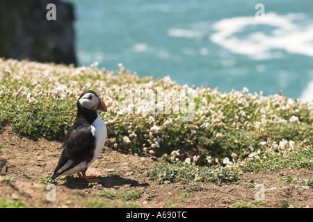 [Atlantic Puffin] [Fratercula arctica], [Skomer Island], Pembrokeshire Coast, Wales, Regno Unito, [uccelli di mare] in piedi sul bordo scogliera Foto Stock