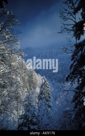 Snow covered Pine Trees Berchtesgaden Bavaria Germany Foto Stock
