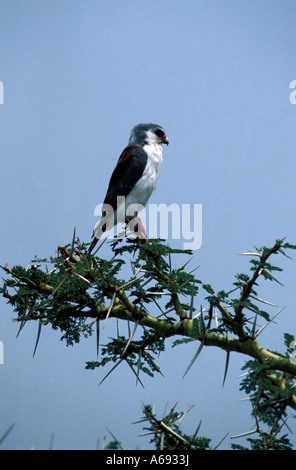 East Africa Tanzania Caption locale uccelli di Tanzania Foto Stock