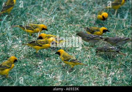 East Africa Tanzania Caption locale uccelli di Tanzania Foto Stock