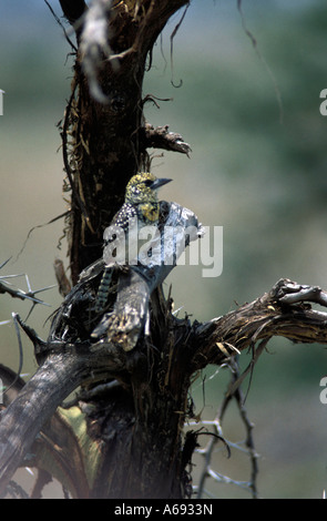 East Africa Tanzania Caption locale uccelli di Tanzania Foto Stock