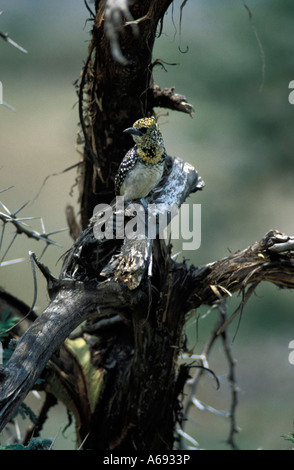 East Africa Tanzania Caption locale uccelli di Tanzania Foto Stock