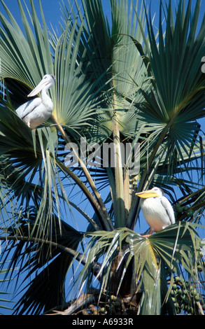 East Africa Tanzania Caption locale uccelli di Tanzania Foto Stock