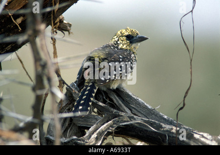 East Africa Tanzania Caption locale uccelli di Tanzania Foto Stock