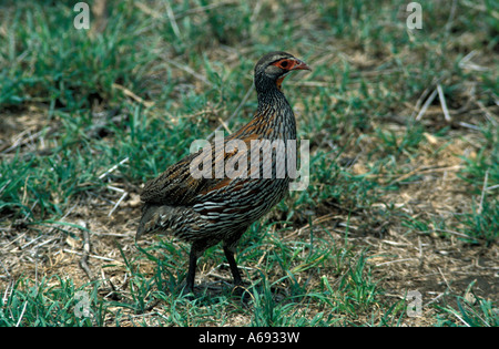 East Africa Tanzania Caption locale uccelli di Tanzania Foto Stock