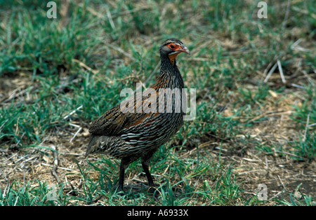 East Africa Tanzania Caption locale uccelli di Tanzania Foto Stock