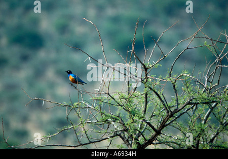 East Africa Tanzania Caption locale uccelli di Tanzania Foto Stock