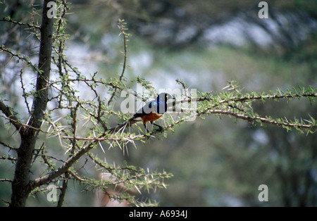 East Africa Tanzania Caption locale uccelli di Tanzania Foto Stock