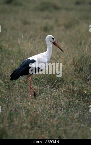 East Africa Tanzania Caption locale uccelli di Tanzania Foto Stock