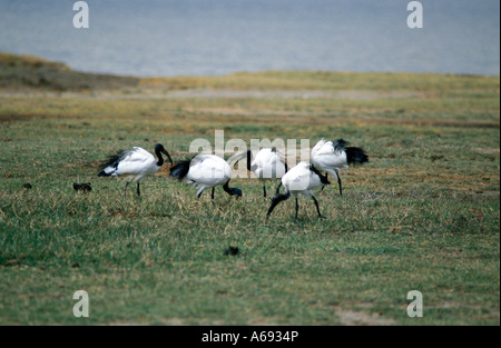 East Africa Tanzania Caption locale uccelli di Tanzania Foto Stock