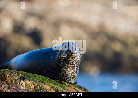 Guarnizione comune a tirate fuori sito Foto Stock