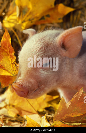 Maialino a 4 vie di razza trasversale,in foglie di autunno del Midwest, Stati Uniti d'America Foto Stock