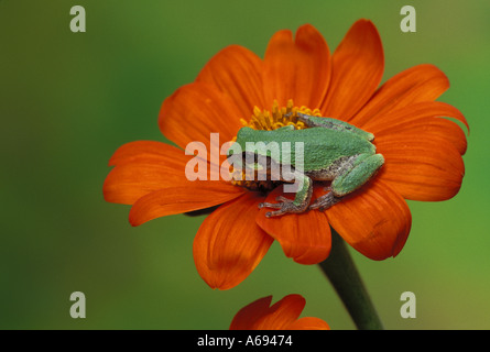 Carino treefrog grigio, Hyla versicolor, seduto al centro di bloomin su orange Tithonia o girasole messicano, Missouri USA Foto Stock