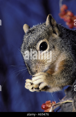 Eastern Fox Squirrel, Sciurus niger, seduto a mangiare un dado con le sue mani nella struttura ad albero con bacche agrodolce Midwest, Stati Uniti d'America Foto Stock