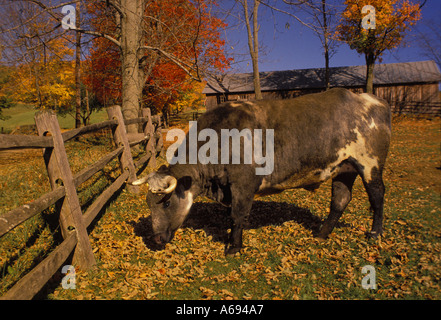 Ox (3/4 Shorthorn, 1/4th Holstein) nel campo in autunno, Vermont USA Foto Stock