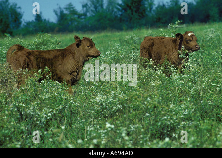 Due vitelli in pascolo selvaggio con gli astri, Missouri USA Foto Stock