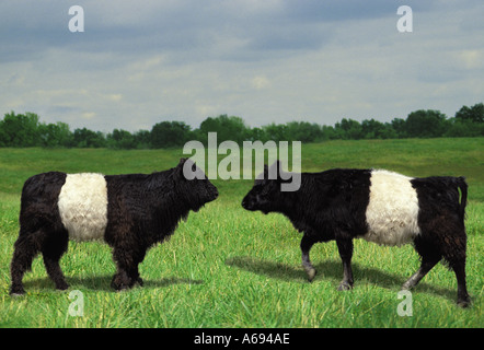 Due Belted Galloway di mucche in pascolo salutare ogni altro nord-est degli Stati Uniti Foto Stock