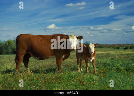 Di fronte bianco-Vacca (3/4th Simmental, 1/4 Angus) e il suo vitello Gelbvieh stand in verde pascolo con cielo blu, Missouri USA Foto Stock