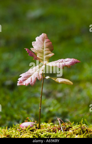 Farnia Quercus robur piantina acorn germogliazione REGNO UNITO Foto Stock