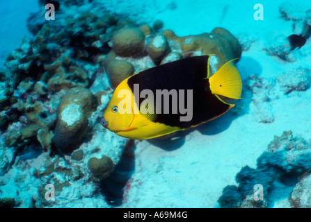 Rock bellezza Holacanthus tricolore Foto Stock