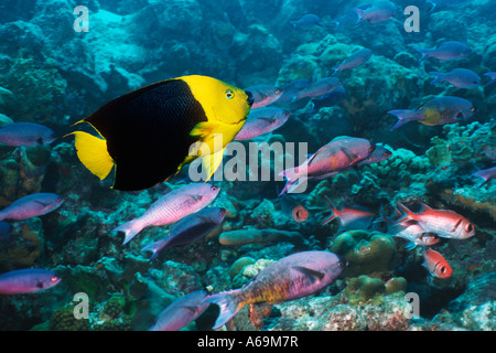 Rock bellezza Holacanthus tricolore Foto Stock