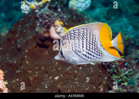 Cross hatch butterflyfish Chaetodon xanthurus Lembeh strait Nord Sulawesi Indonesia Foto Stock