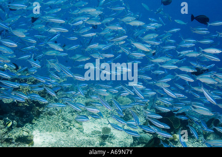 Bluestreak fusilier Pterocaesio tile scuola sulla barriera corallina Bunaken NP Nord Sulawesi Indonesia Foto Stock