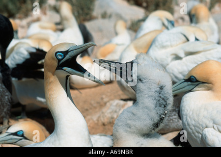 Cape gannet Morus capensis squawking genitore a chick malghe Isola Sud Africa Foto Stock