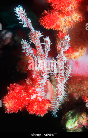 Ornate ghostpipefish Foto Stock