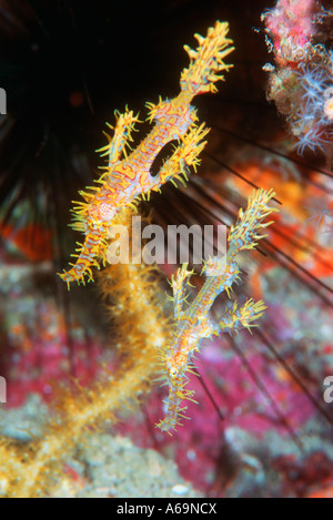 Ornate ghostpipefish Foto Stock