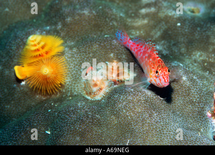 Hawkfish Pixie Foto Stock