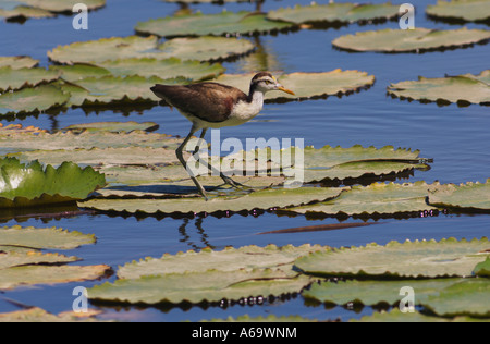 Northern Jacana Jacana spinosa immaturo Foto Stock