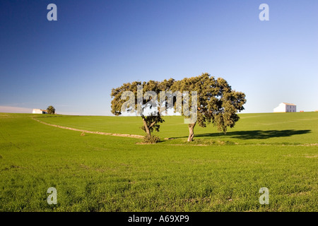 Paesaggio andaluso: campo di grano con lecci vicino a Montellano, provincia di Siviglia Foto Stock