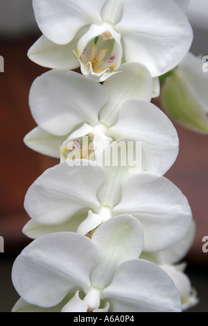 Fila di fioriture di orchidee Foto Stock