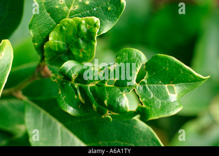 BUG del capside di attacco su foglie di Camellia Foto Stock