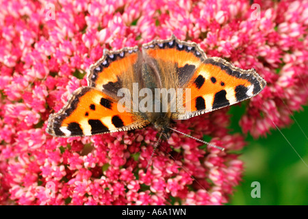 Piccola tartaruga AGLAIS URTICAE ALIMENTAZIONE SU SEDUM Foto Stock