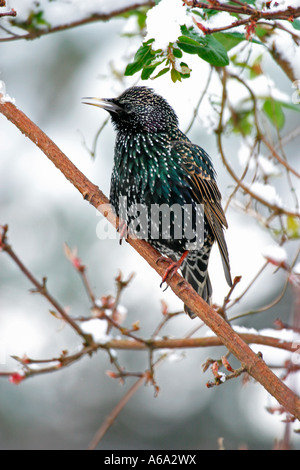 STARLING STERNUS VULGARIS appollaiate su strade coperte di neve il ramo Foto Stock