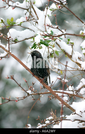 STARLING STERNUS VULGARIS appollaiate su strade coperte di neve il ramo Foto Stock